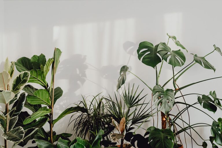 Simple Tips to Improve Indoor Air Quality in Your Home